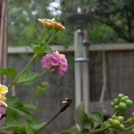 Luxury Loving * Tolo