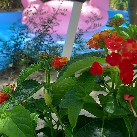 Luxury Loving * Tolo