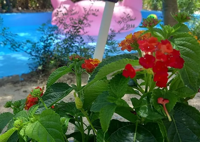 Luxury Loving * Tolón