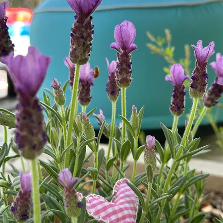 Luxury Loving 펜션 *