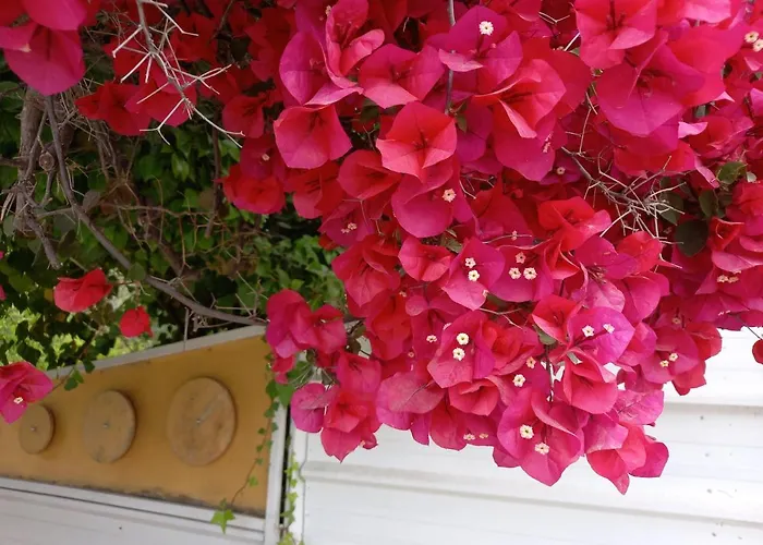 Luxury Loving Tolón