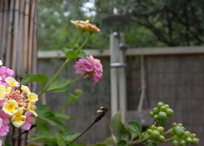 Luxury Loving * Tolón