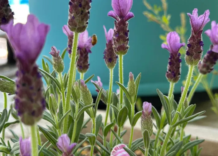 Luxury Loving Prázdninový dům *